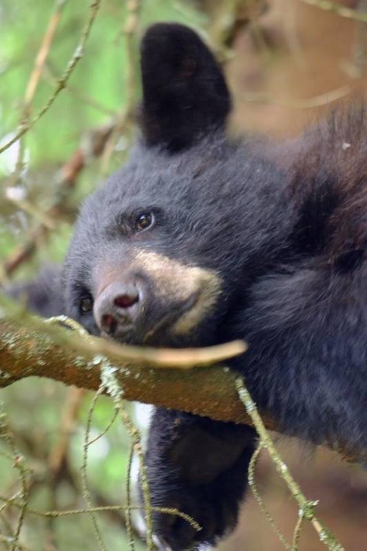 A yearling bear in Juneau in late June 2018. (Courtesy Photo | Jennelle Jenniges via Alaska Department of Fish and Game)