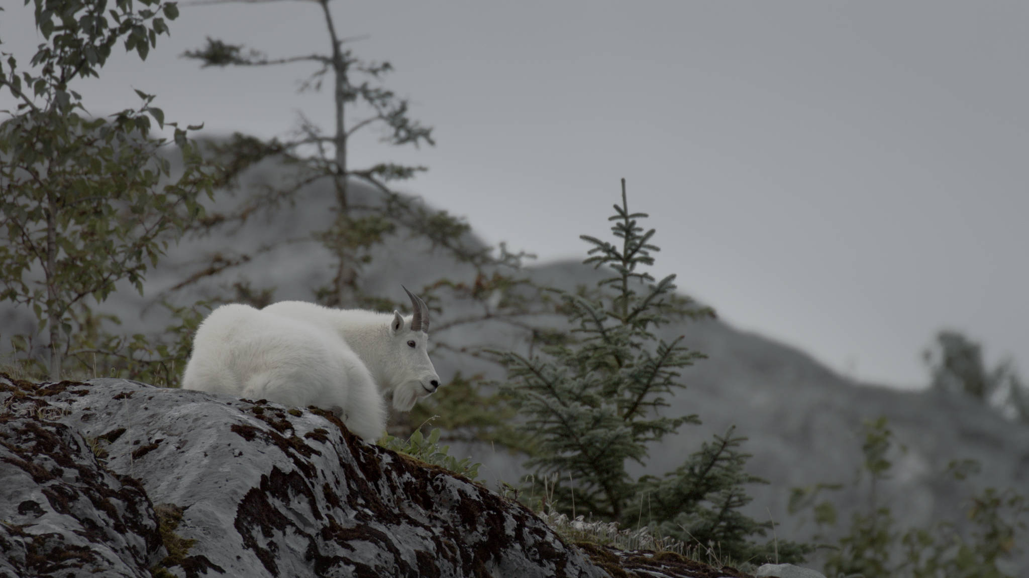 A mountain goat in a still from “Alaskan Summer,” a newly-released nature documentary from Smithsonian Earth. (Courtesy Photo | Smithsonian Earth)