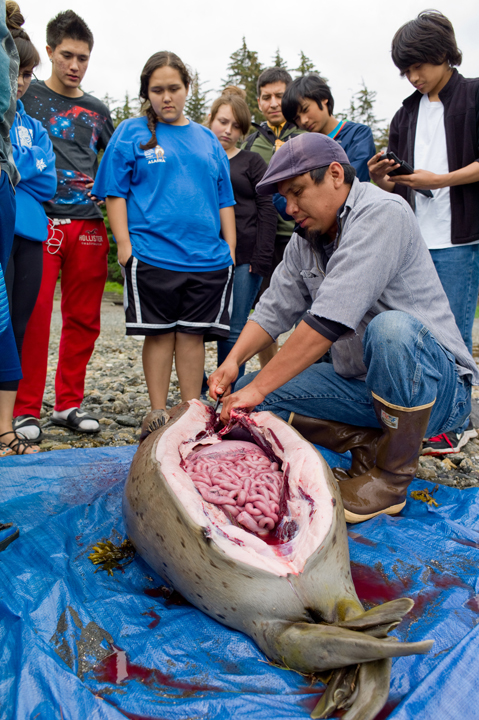 In this file photo from July 2014, Lyle James teaches students how to butcher a harbor seal as part of the “Haa Yoo X’atangi, Haa Kusteeyix sitee: Our Language is Our Culture” camp at the Auke Recreation Area beach.