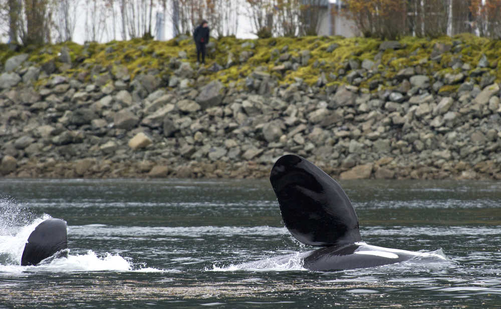 An orca surfaces on its side as a small pod of about five whales made a tour of Gastineau Channel on Friday morning.
