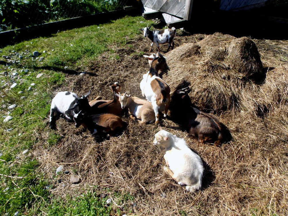 Some of the 30-plus goats owned by the Nelson family of Petersburg.