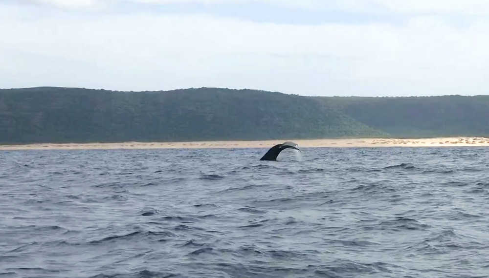 In this Sept. 29 image taken from video and released by the National Oceanic and Atmospheric Administration, a humpback whale is spotted near Kauai, Hawaii. The encounter was the first sighting of humpback in Hawaii this season.