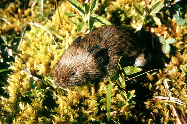 The Elusive Southern Bog Lemming