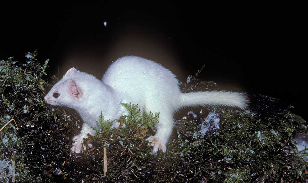 A short-tailed weasel in mid-winter.