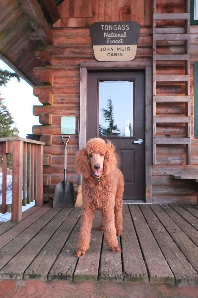 Oliver Shanley the poodle stands on the porch of John Muir Cabin, where he stayed the night of Dec. 23, 2014. During the last fiscal year, the cabin was rented 263 nights, a new record.