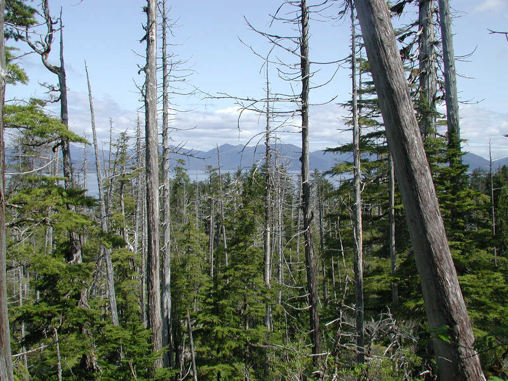 Report: Some yellow cedars to remain healthy through 2100 | Juneau Empire