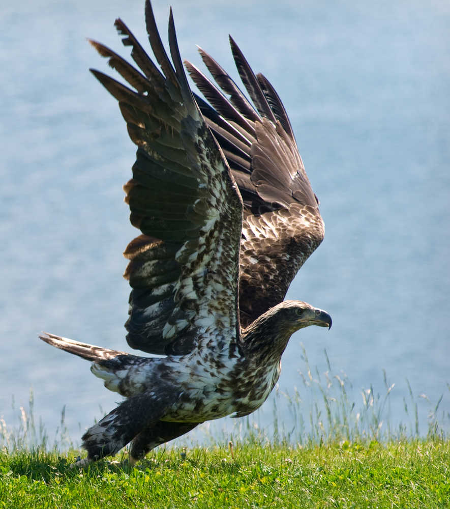 Scot Tiernan, a volunteer with the Juneau Raptor Center, tries to sneak up on a juvenile bald eagle at the Wayside Park on Channel Drive in June 2013. Center volunteers received a call that the bird was unable to fly and was laying on the park grass. After a few attempts to catch the bird with volunteer Pat Bock, the eagle flew off. Tiernan said that it was a good sign that the eagle flew off but that it sometimes can take a week to catch a sick bird.