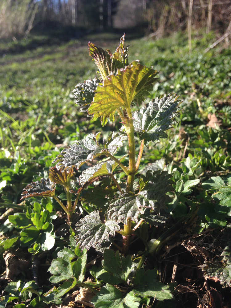 Nettles sting in the summer, but if you collect them in the spring, they're delicious. Photo by Corinne Conlon.