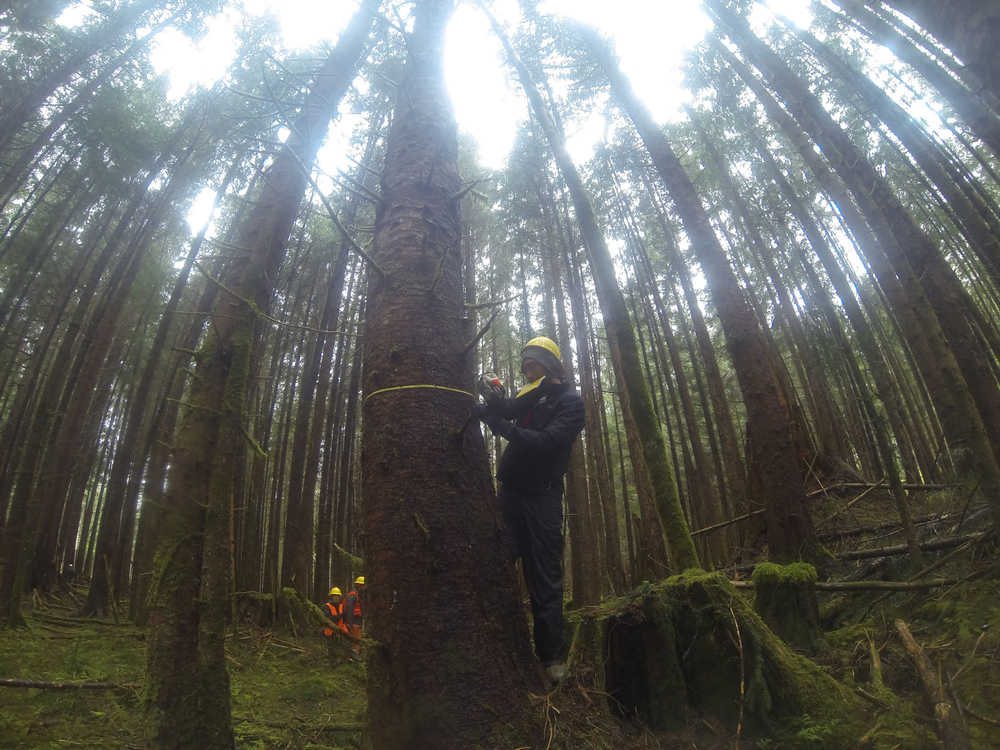 Student Harrison Voegeli takes measurements of young growth during forestry training on Prince of Wales. The data will be used to determine the health and productivity of young growth timber as a sustainable resource. Photo by Quinn Aboudara.