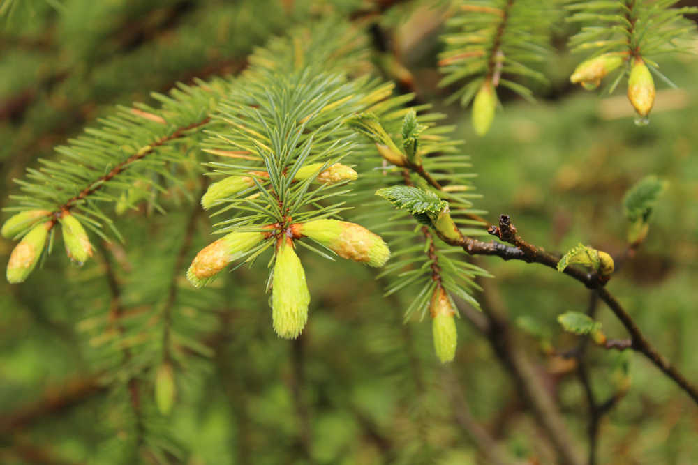 Spruce tips, a delicious and citrusy harbinger of spring, make wonderful jelly. Photo by Dick Callahan.