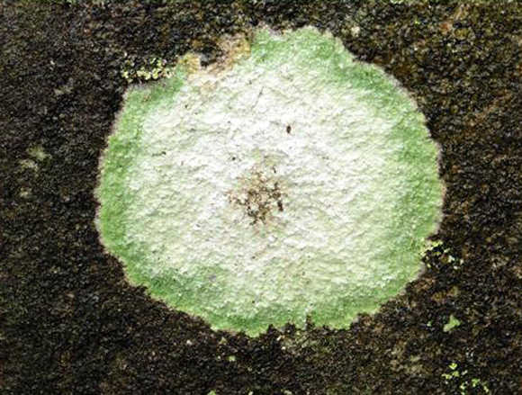 Cyclops formed by many hued lichens expanding on a wet rock surface on blue mussel beach trail. Photo by Denise Carroll.