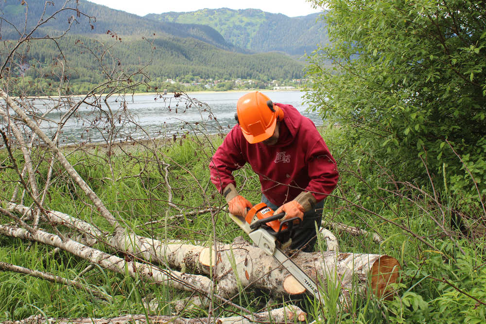 Dick Callahan salvages dead and downed alder culled from the roadside. Photo courtesy of Dick Callahan