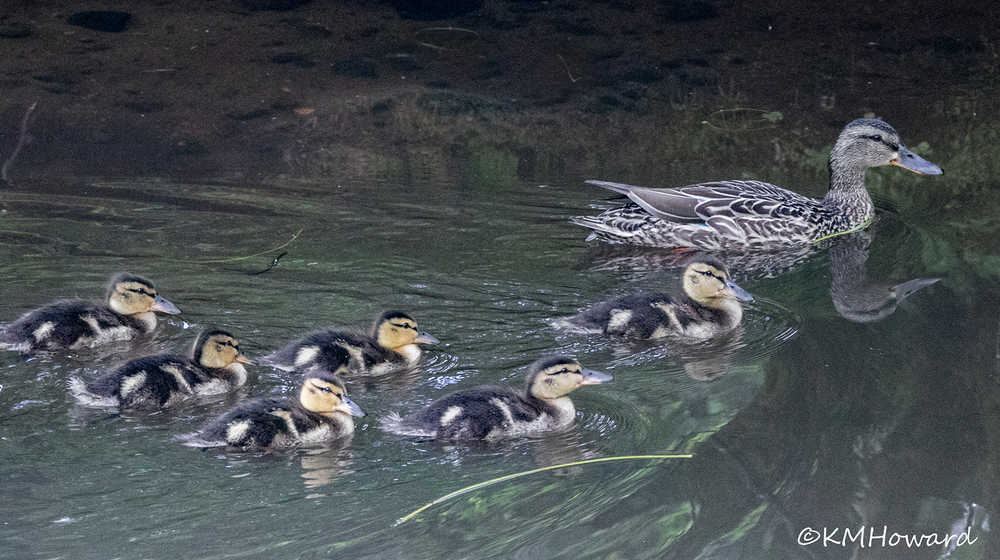 Young mallard ducklings follow mom on a pond in the Mendenhall Valley.