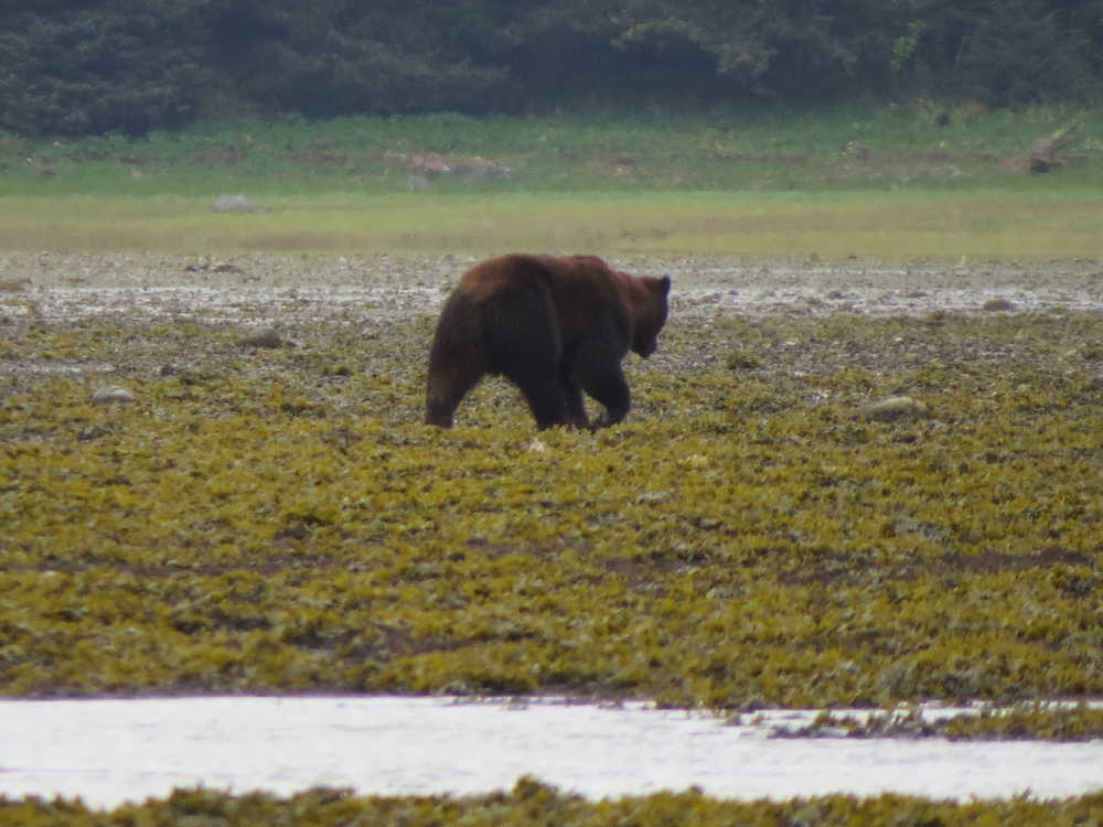 The young male brown bear that walked with the author and Luke Dihle for a bit.