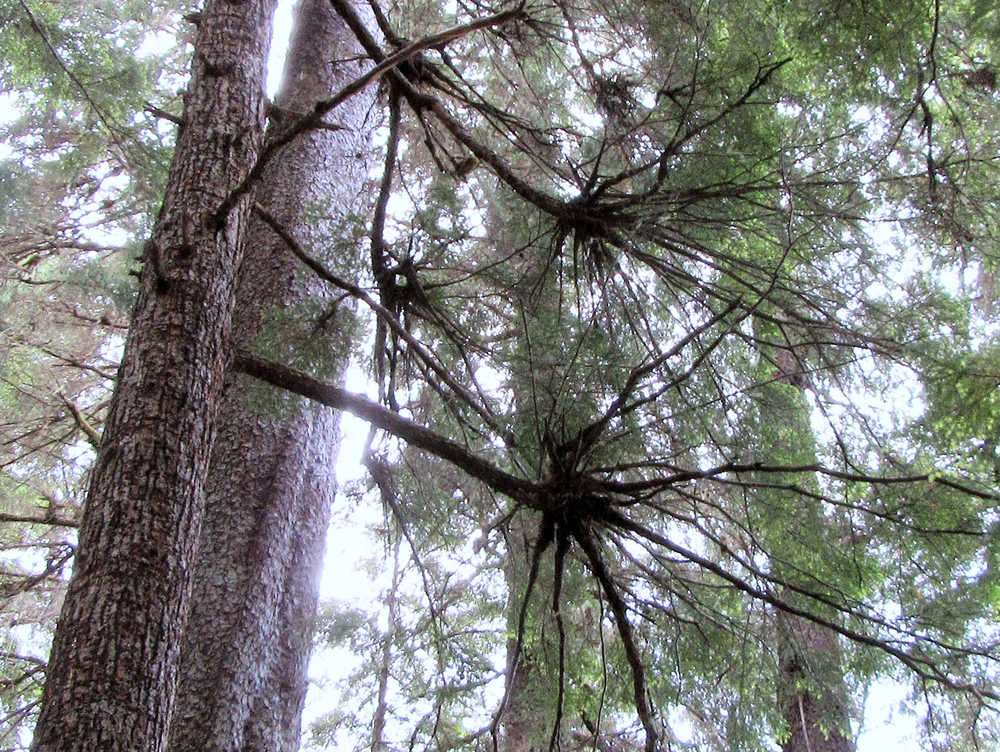 A Rorschach test in the Tongass canopy.