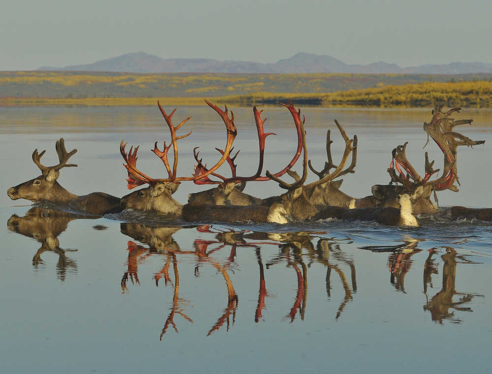 Caribou swim the Kobuk River in their fall migration, Kobuk Valley National Park. All photos c. Nick Jans.