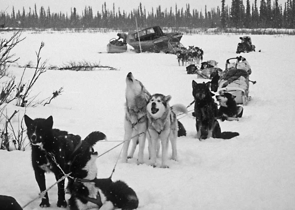 Sled dogs howl in chorus as they pull a heavy skiff down the Ambler River.