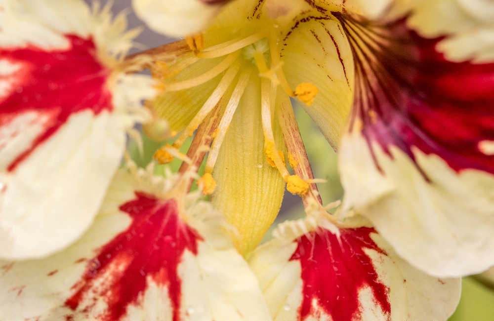 An explosion of color on a nasturtium flower. Photo by Kerry Howard.