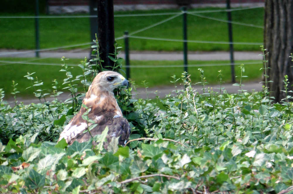 A hawk nabs a mouse for dinner in the shrubbery in Harvard Yard, Cambridge, Massachusetts.