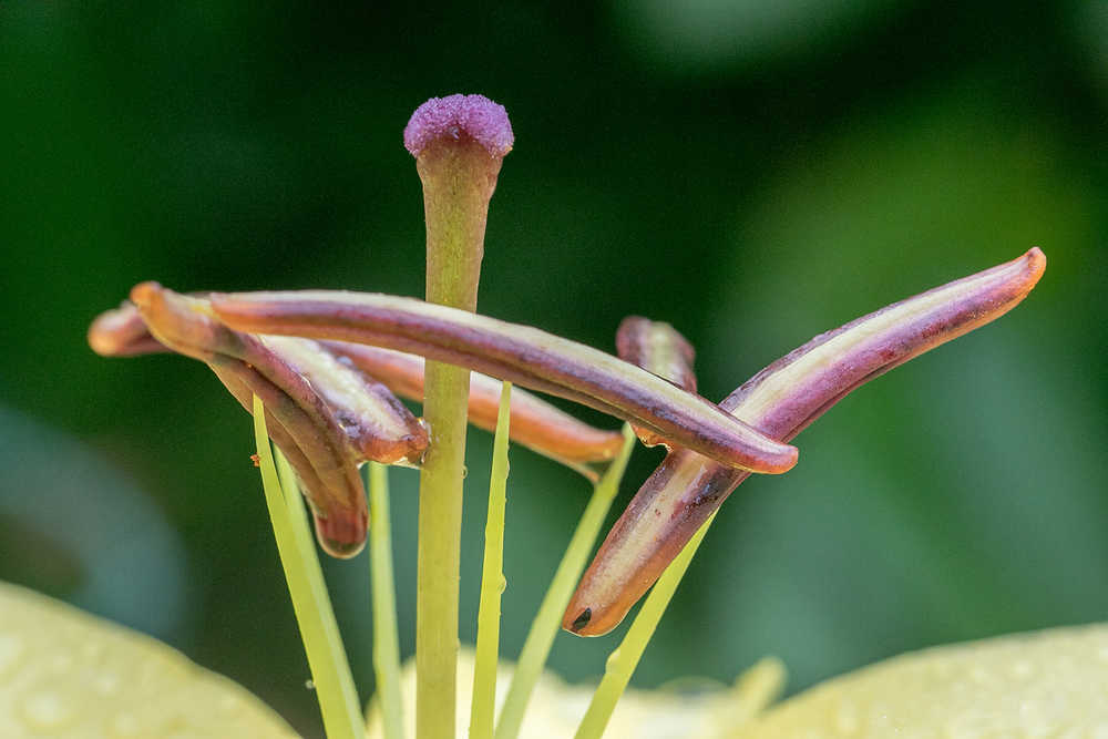 A little ballet in the garden.