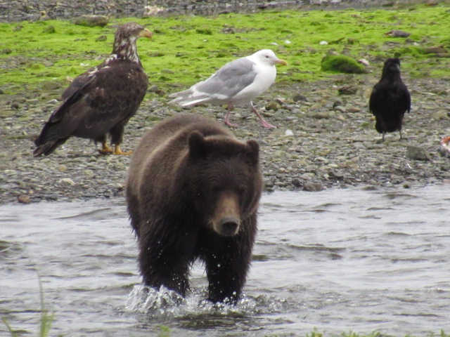 Brown bears at Pack Creek on Admiralty Island.