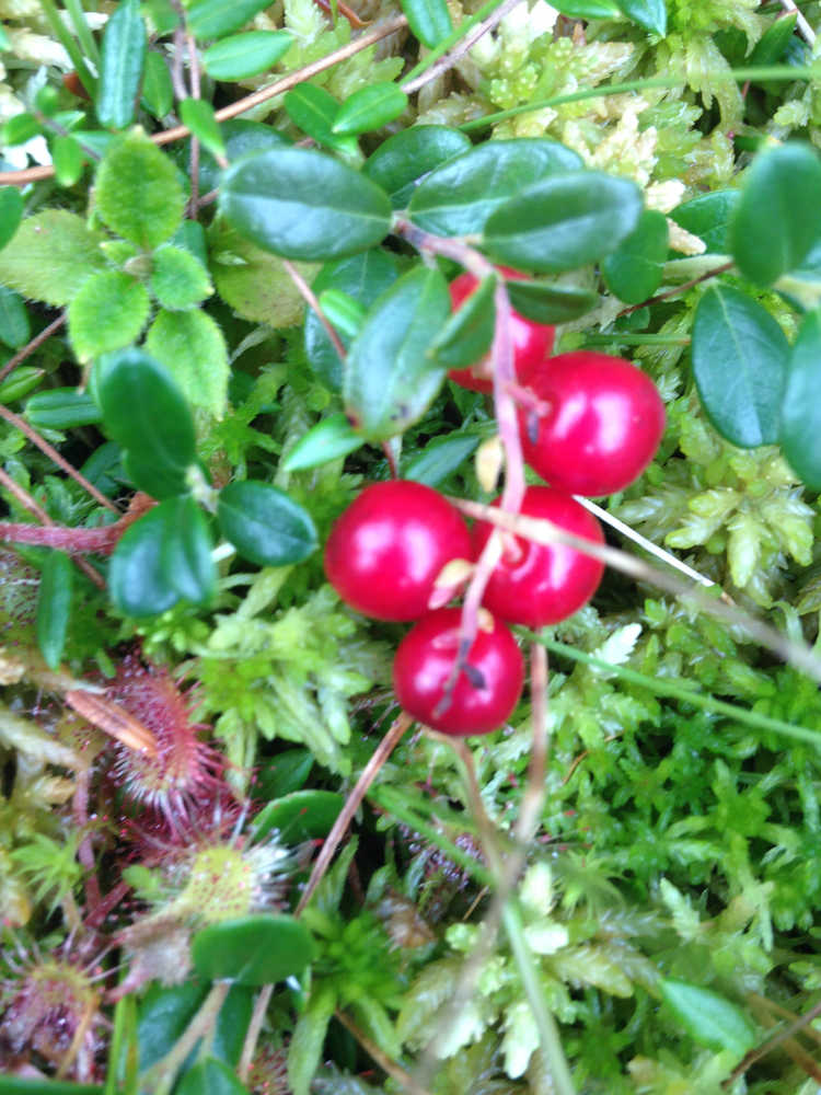 Lingonberries are delicious but hard to find in Southeast Alaska.