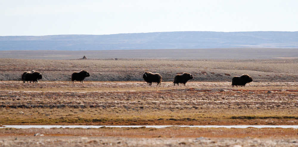 A dominant male musk ox keeps a watchful eye over his harem in an Arctic meadow. Boothia Peninsula, Canada.