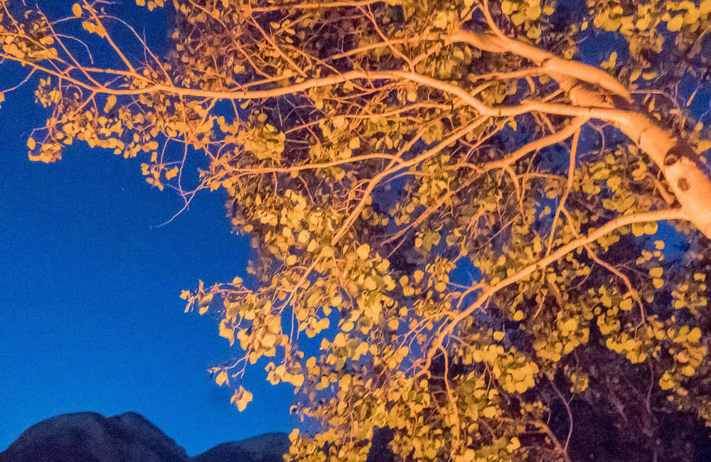 Aspen branches lit by a campfire after dark.