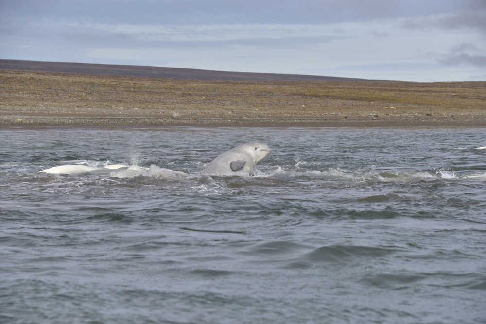 Hundreds of belugas gathered at the head of a nondescript bay to molt and exfoliate in the shallows. Here, one jumps. Prince of Wales Island, Canada.