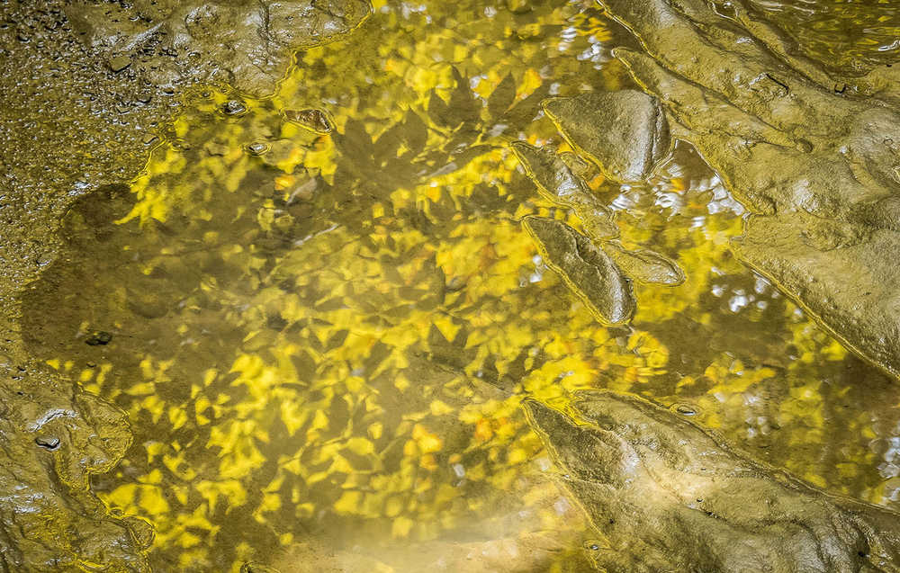 Gold-colored leaves reflected in a rain puddle.