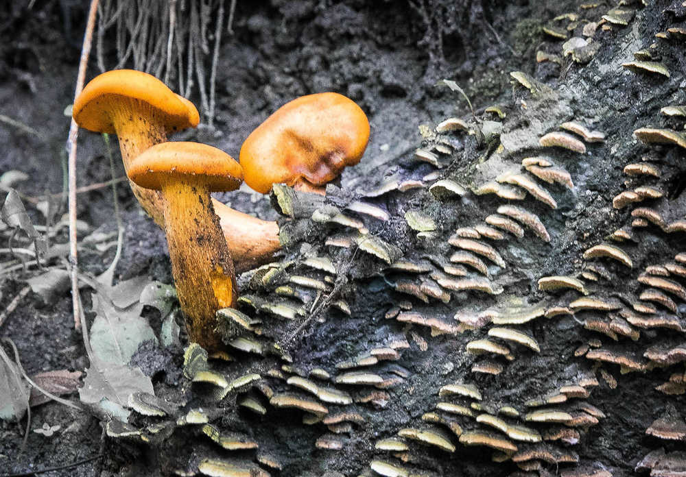 Colorful mushrooms on the forest floor.