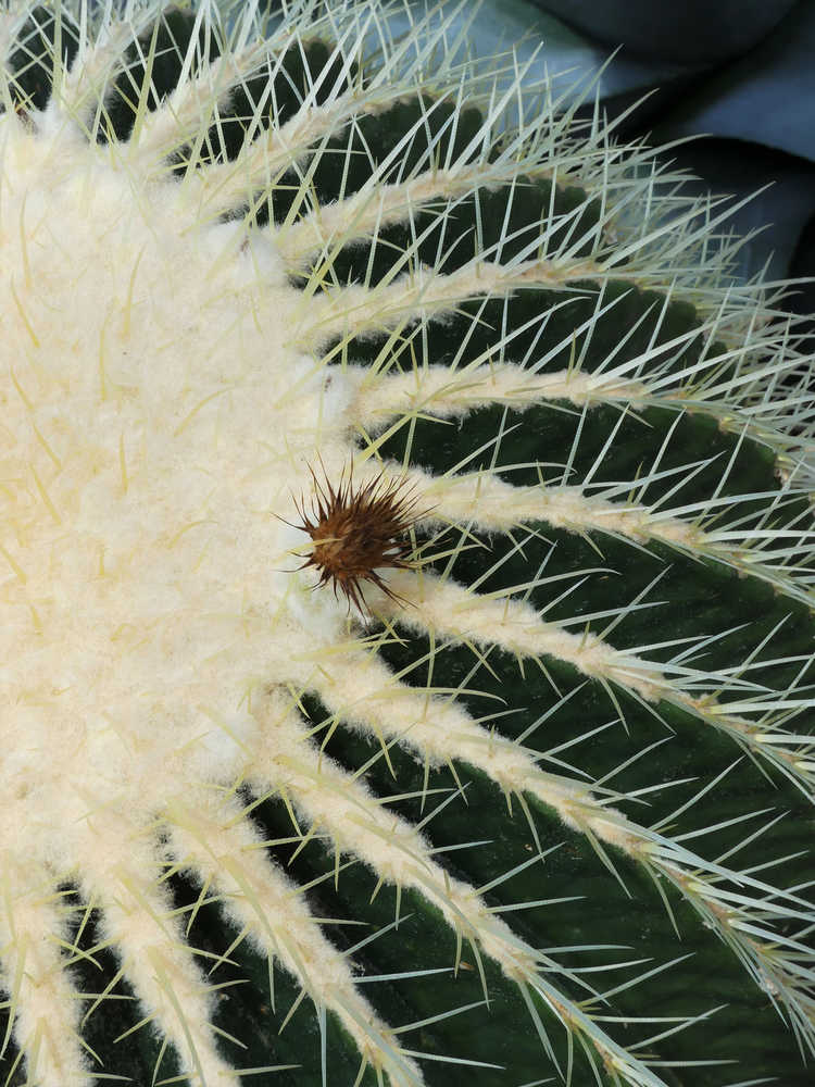 Cactus in the Volunteer Park Conservatory, Seattle.