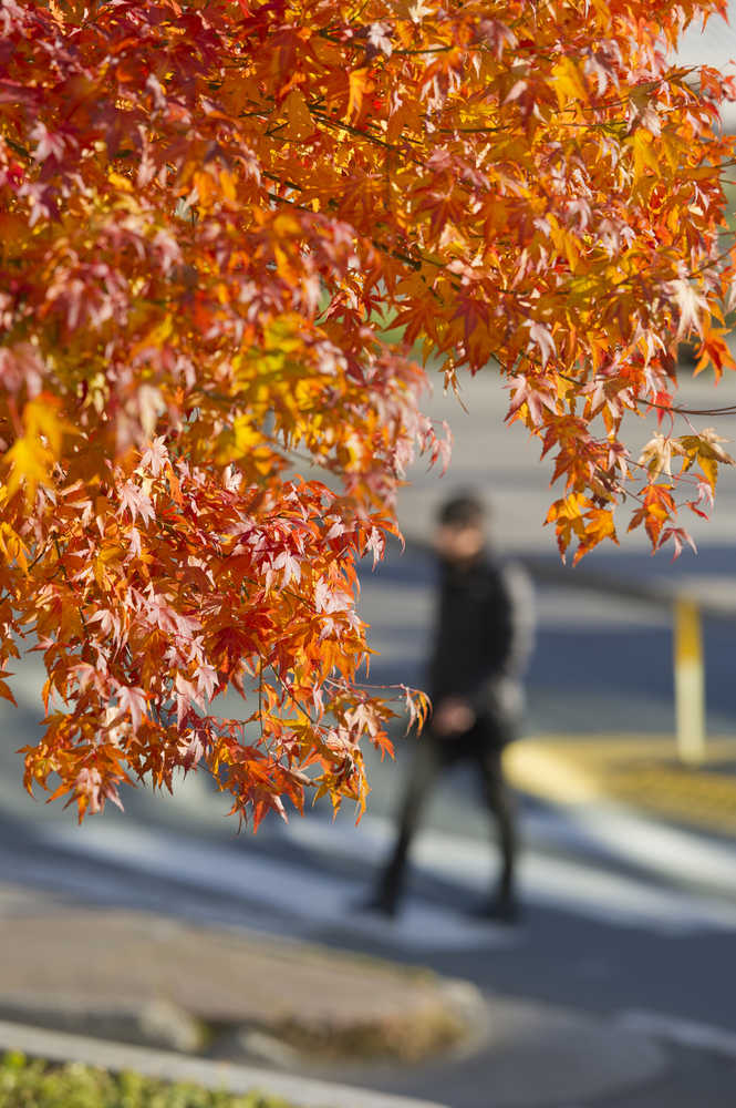 A downtown tree lights up with the color of fall on Friday.