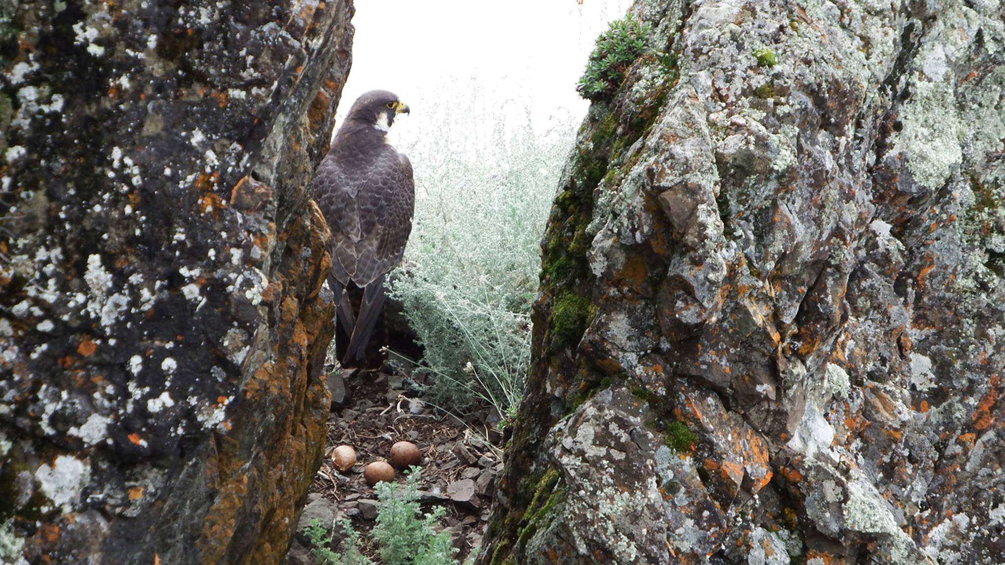 Eyewitness to the peregrine falcon’s recovery