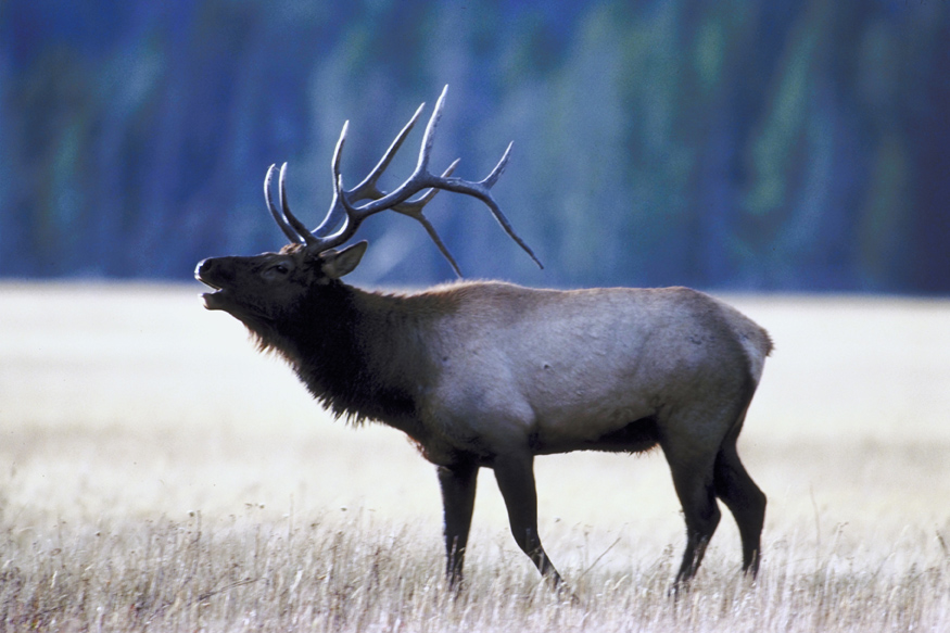 An elk in a field