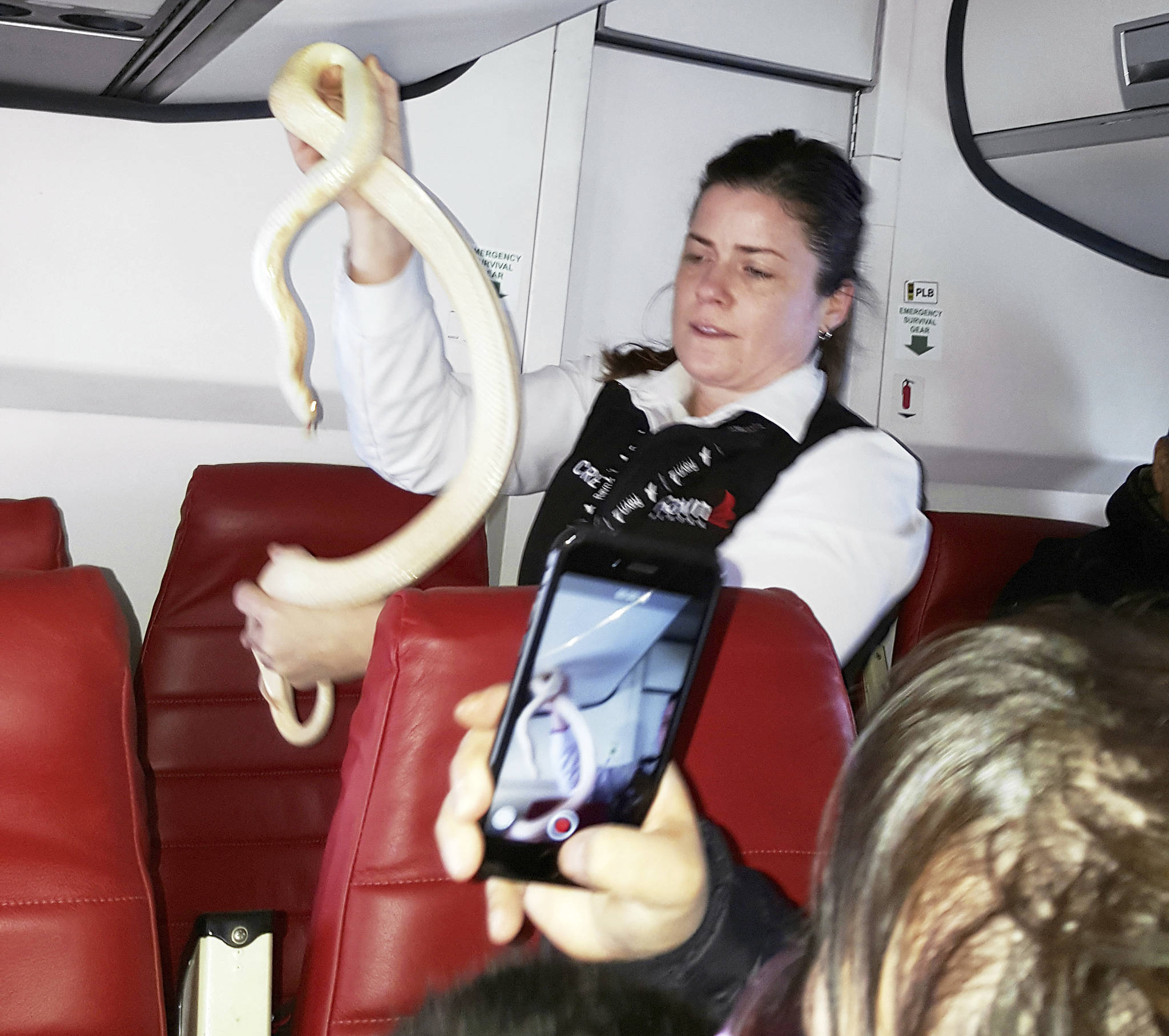 In this Sunday photo, a flight attendant holds a snake found on a Ravn Alaska flight between Aniak and Anchorage. The snake escaped from a passenger on a previous flight. The flight attendant captured the reptile and placed it in a trash bag and stowed it in an overhead luggage compartment. (Anna McConnaughy | For the Associated Press)