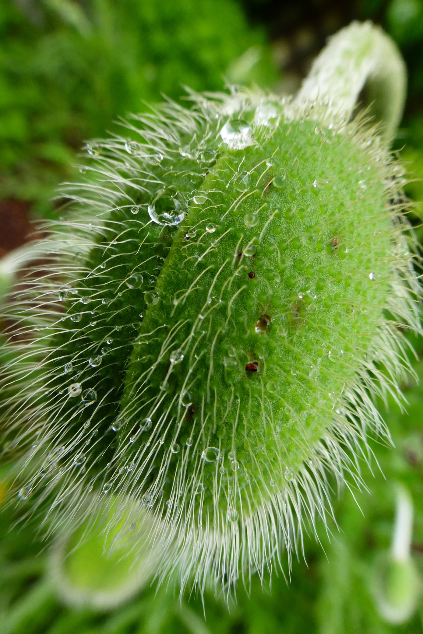 An orange poppies-to-be is seen on May 23. (Photo by Denise Carroll)