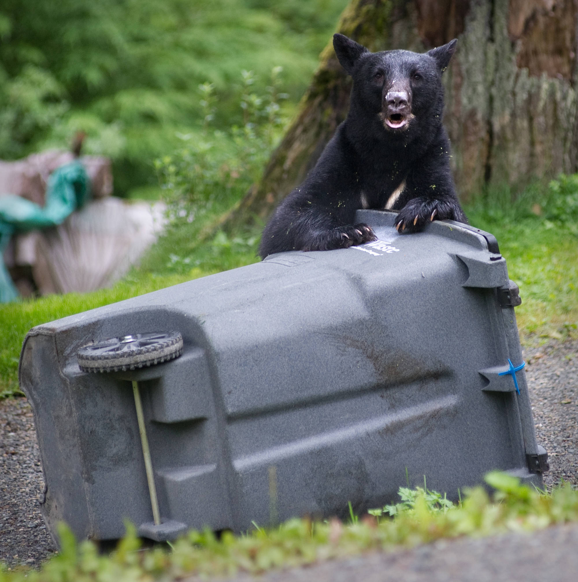 In this July 2013 photo, a black bear sow pauses to look around as it attempts to open a Pacific Waste garbage container in the Bonnie Brae subdivision on Douglas Island. (Michael Penn | Juneau Empire File)