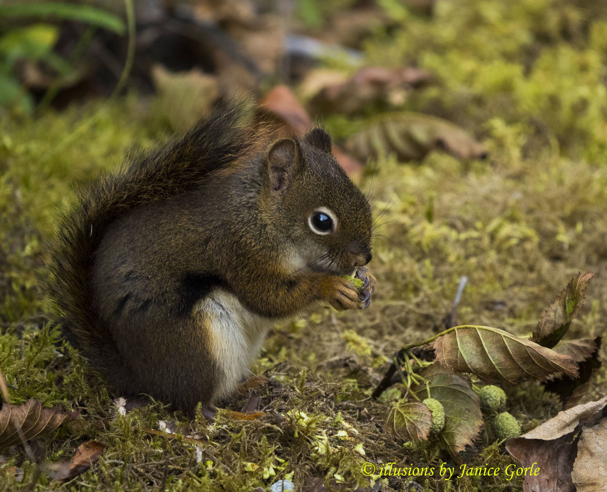 A squirrel out on the trail to Nugget Falls. (Photo by Janice Gorle)