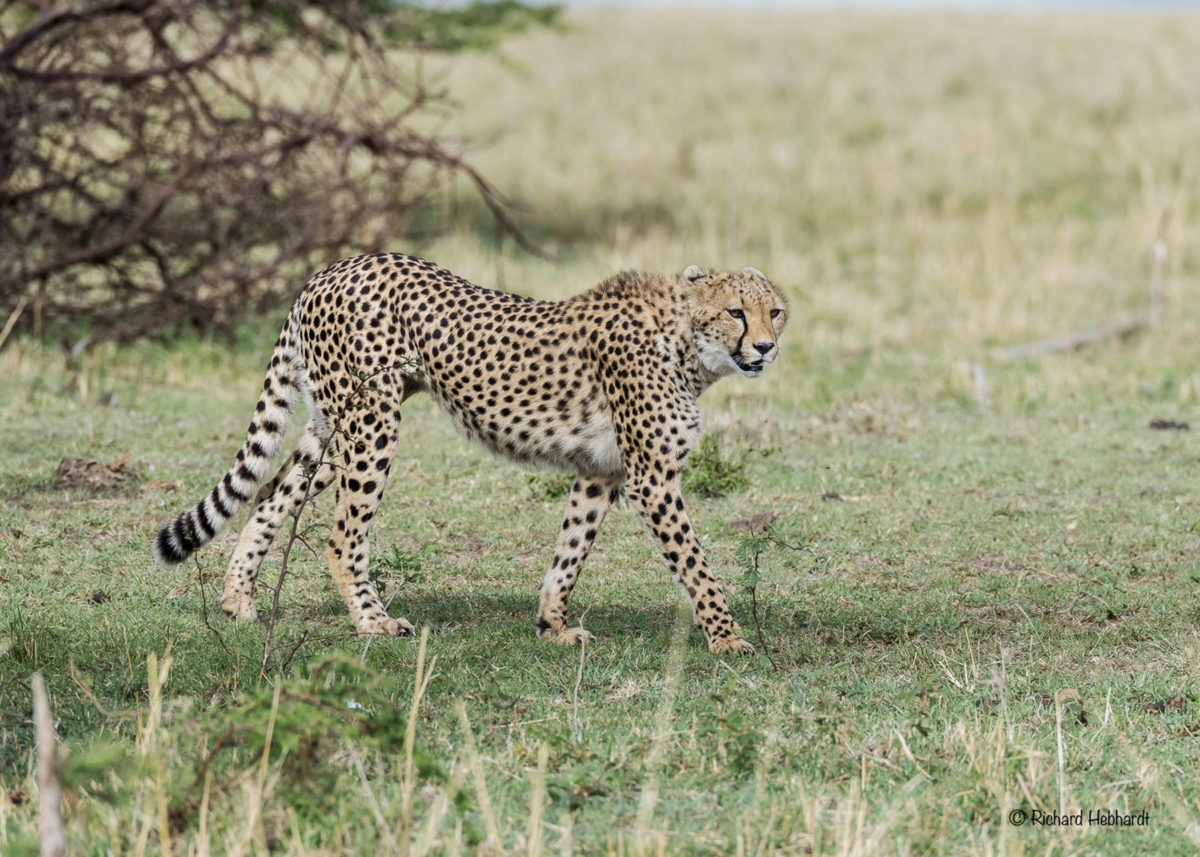 Juneau man’s passion for African and Alaskan wildlife photos takes him ...