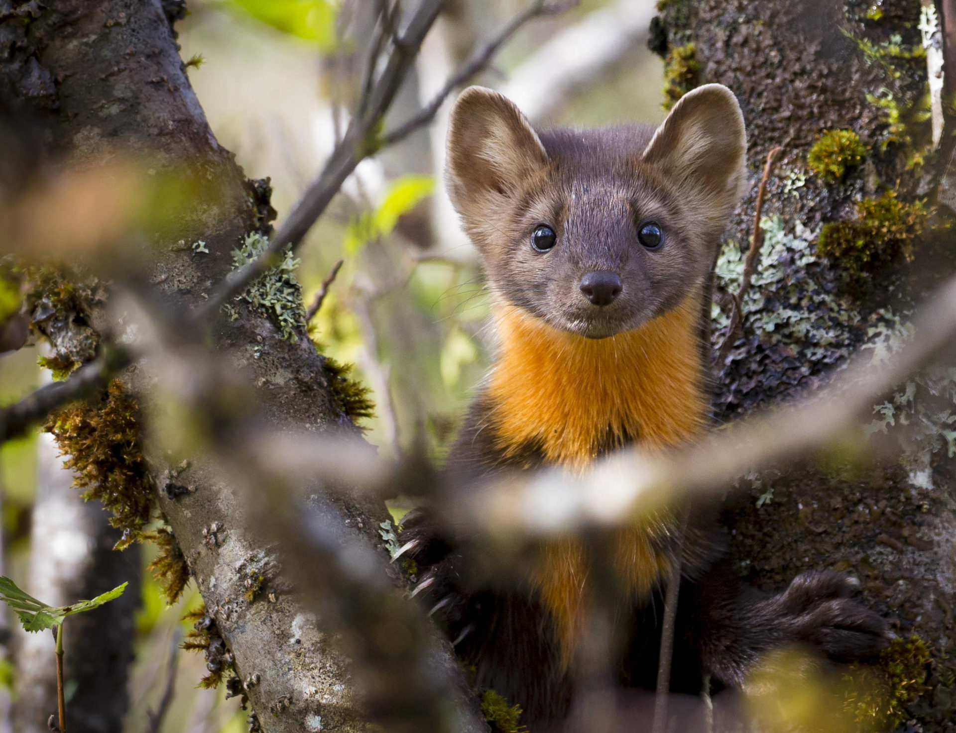 Southeast's Mustelids Include The Well Known And Elusive | Juneau Empire