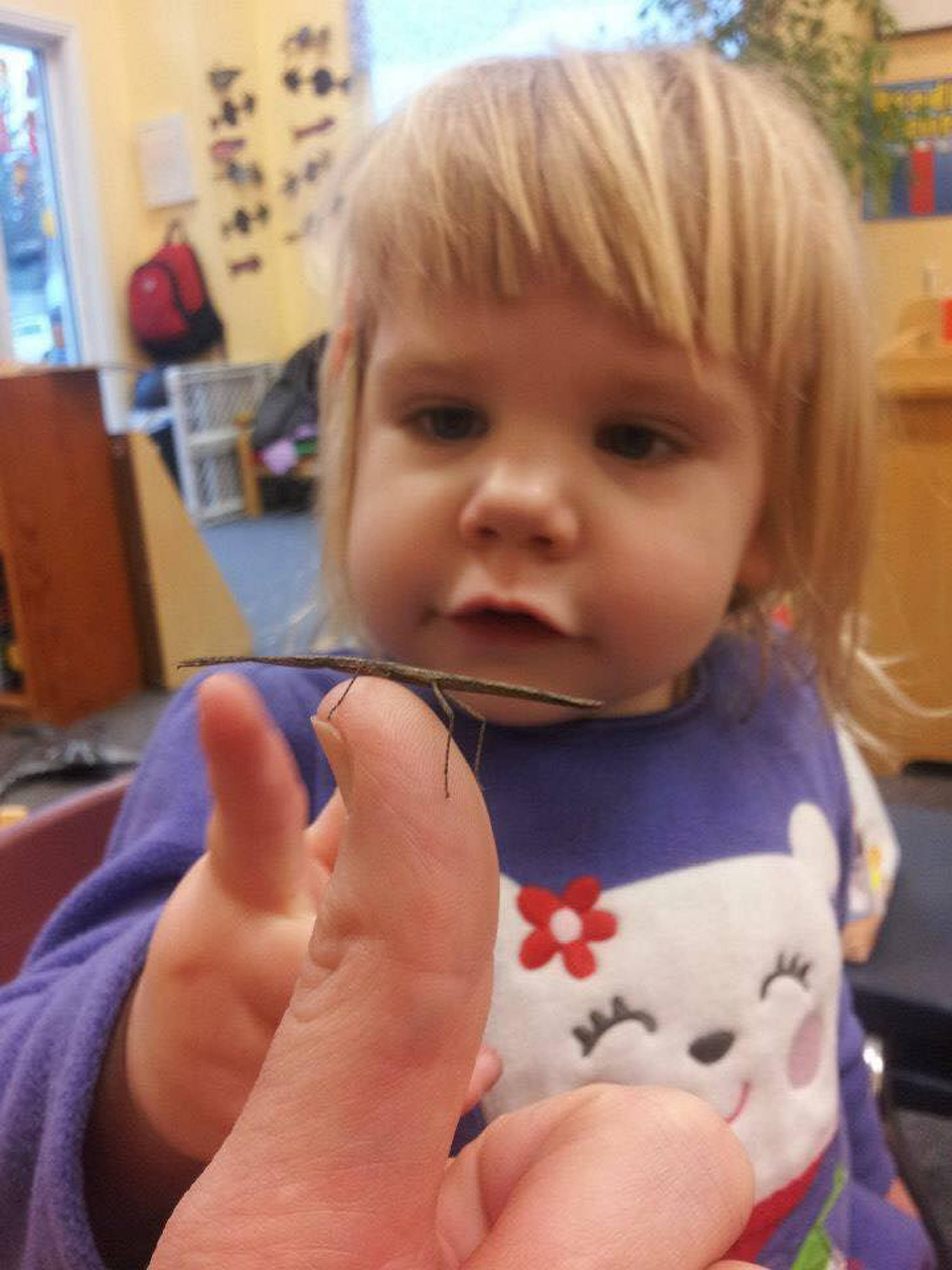 Miriam Satre examines a walking stick bug at TLC Child Care and Preschool. (Courtesy Photo | Samantha Adams)