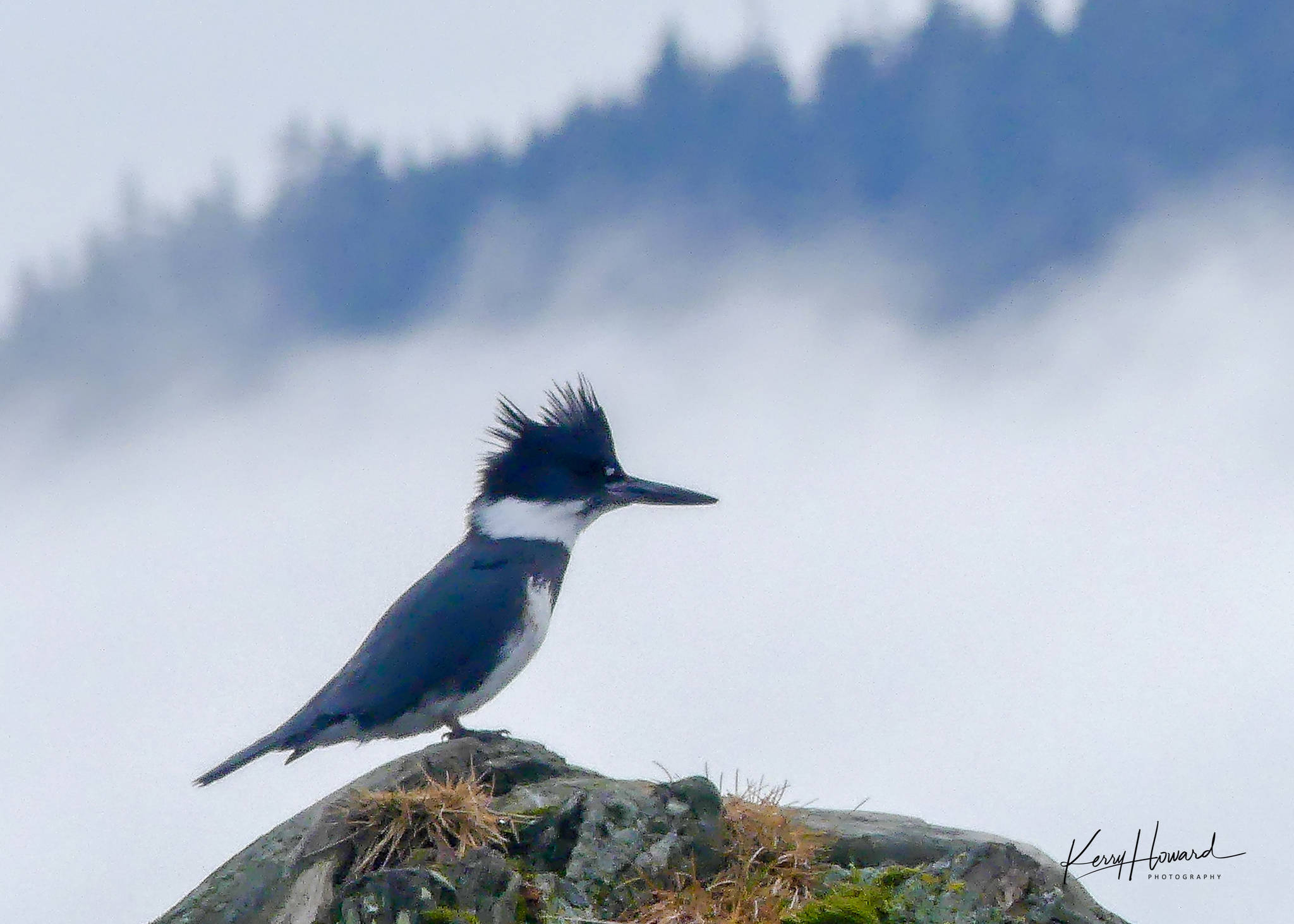 Belted kingfisher posing on a rock. (Photo by Kerry Howard)