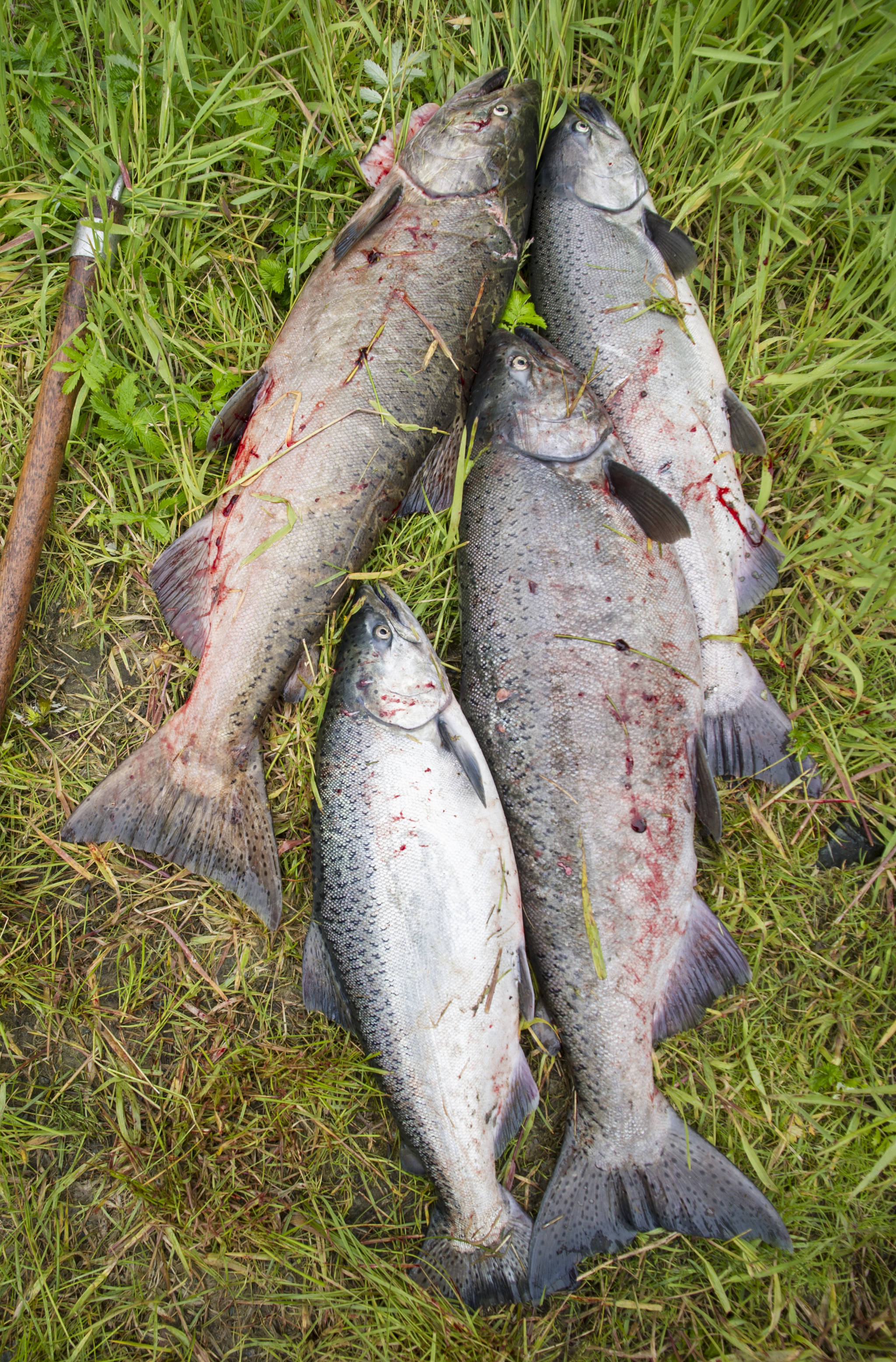 A pile of king salmon caught in the Fish Creek Pond in June, 2017. (Michael Penn | Juneau Empire File)