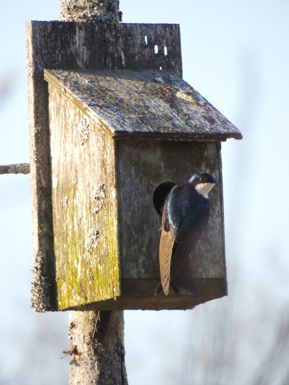 A tree swallow peers out of a nest box it has just commandeered from a pair of chickadees. (Photo by Kathy Hocker)