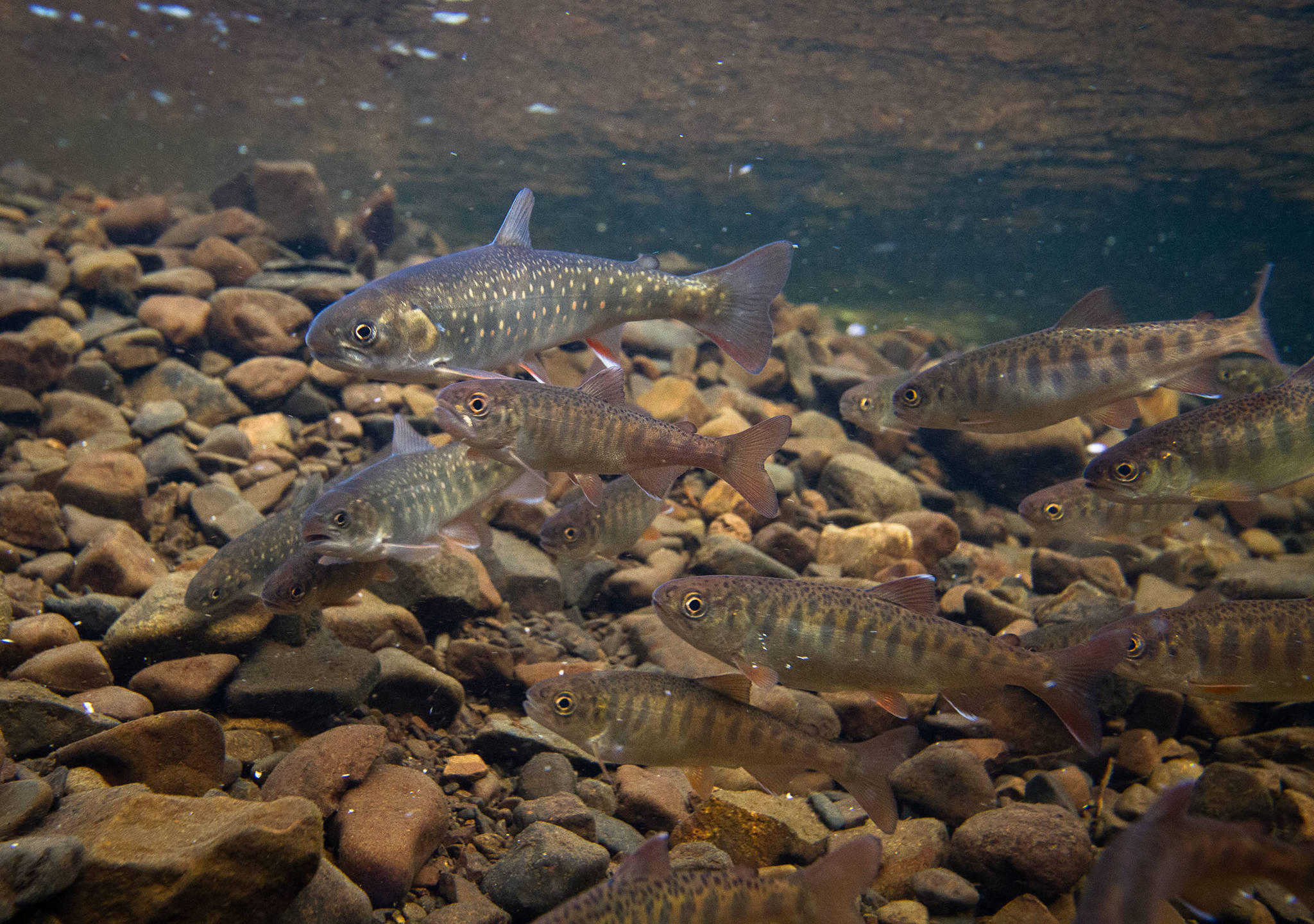 Coho salmon and Arctic char aggregate while feeding on sockeye salmon eggs. While coho derive much of their summer growth from invertebrates, char may rely entirely on sockeye salmon eggs, fry and smolt. (Courtesy Photo | Jonny Armstrong)