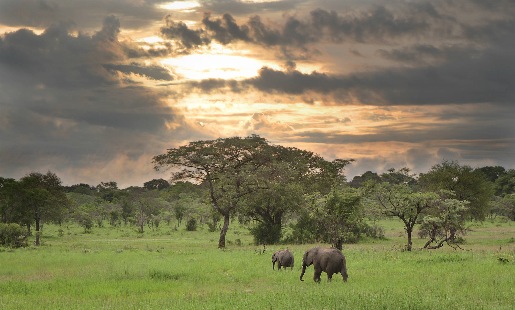 Rufunsa is the small calf on the left, and Tafika is the calf on the right. Photo courtesy of Kelly Bakos.