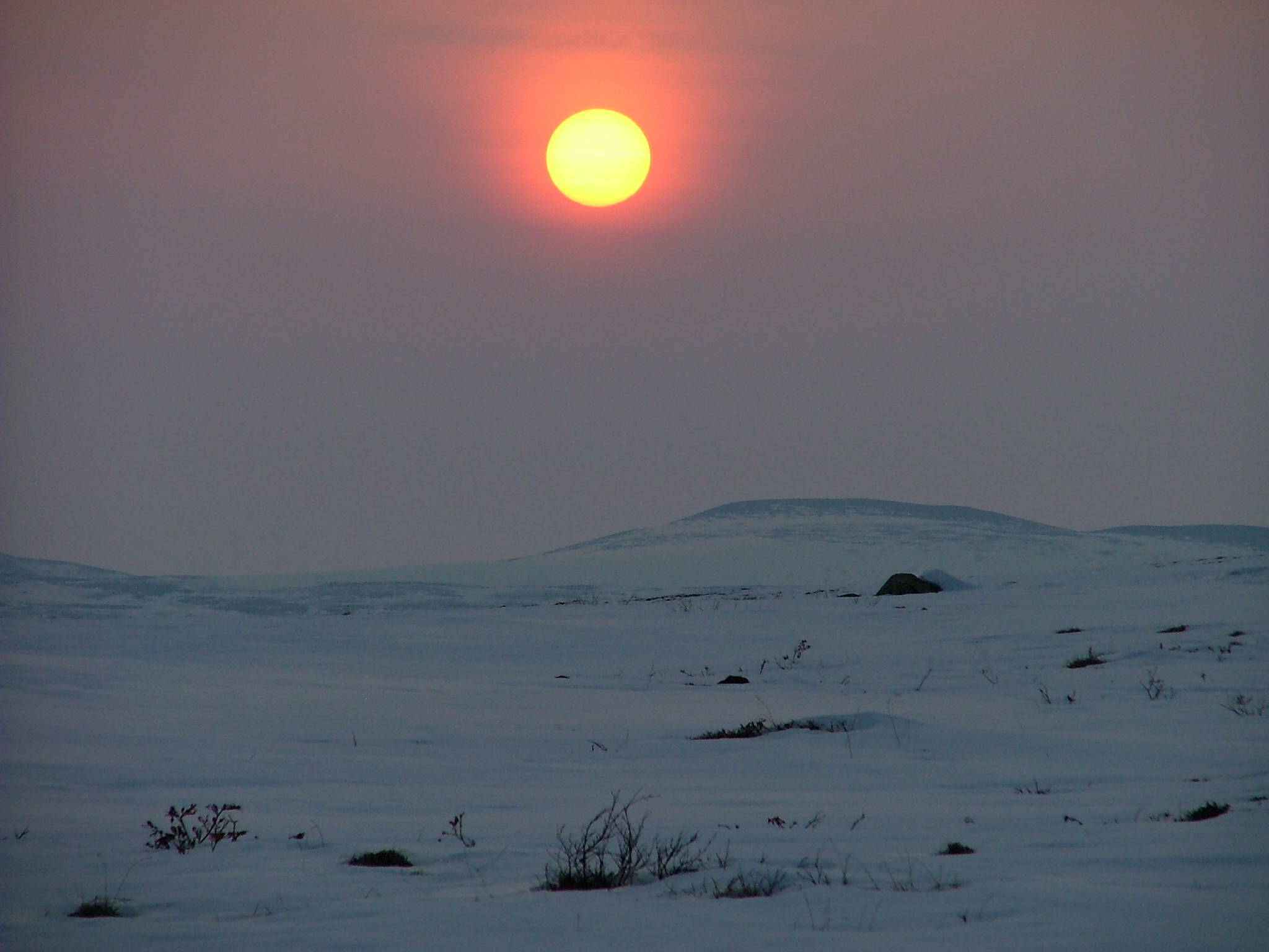 Please, Fish and Wildlife Service, help me introduce polar bears to Antarctica