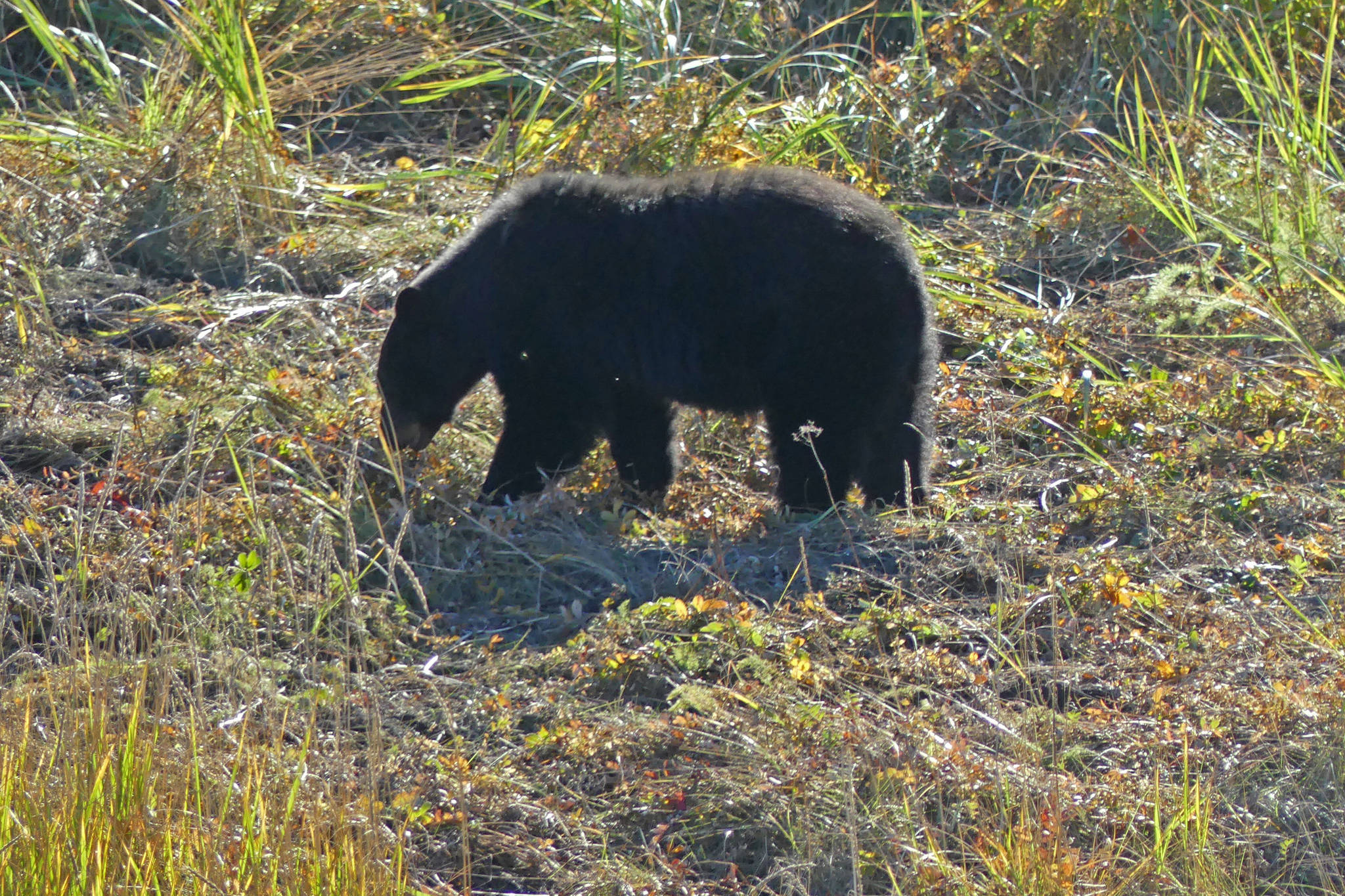 On The Trails: Bears in autumn