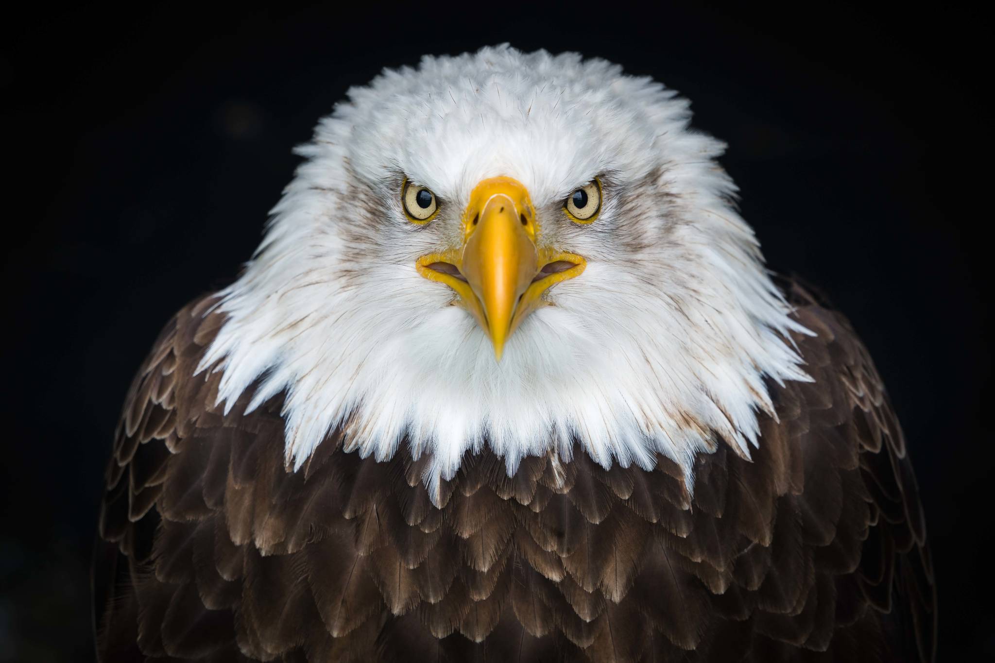 Eagle eyes  Juneau Empire